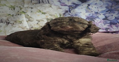 Cockapoo dogs - Advert 4