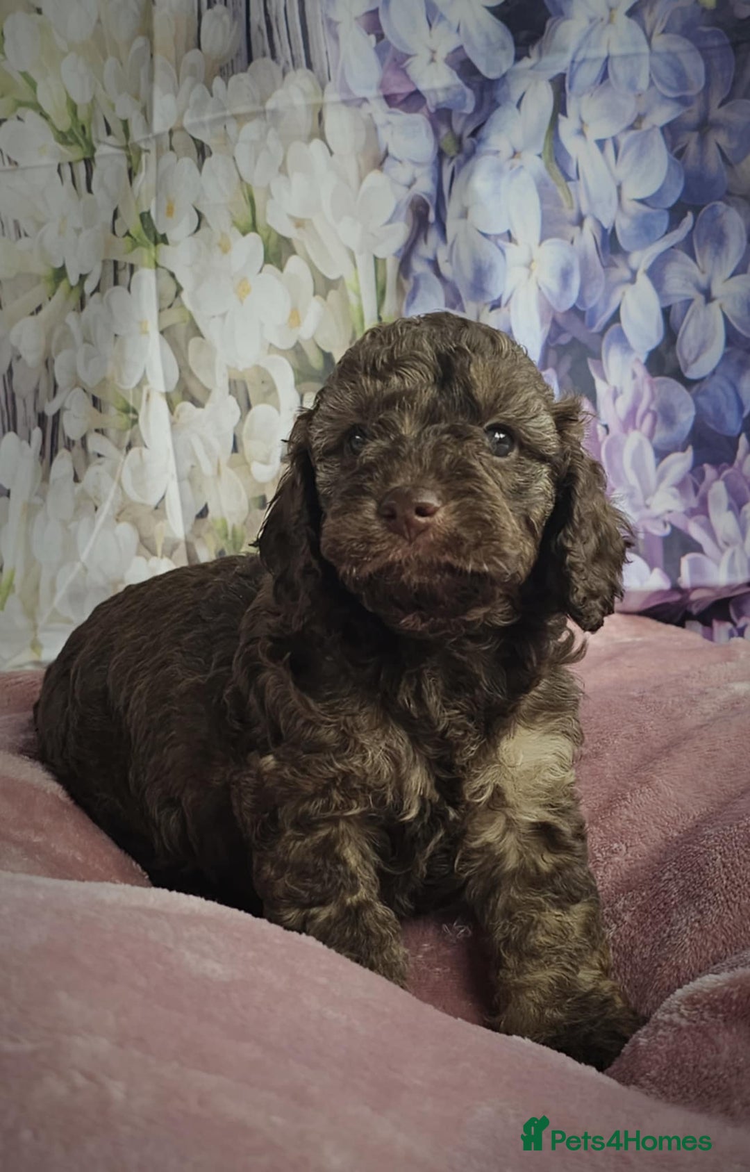Cockapoo dogs for sale: sable & phantom & tri colour cockapoo puppies  - Image 10