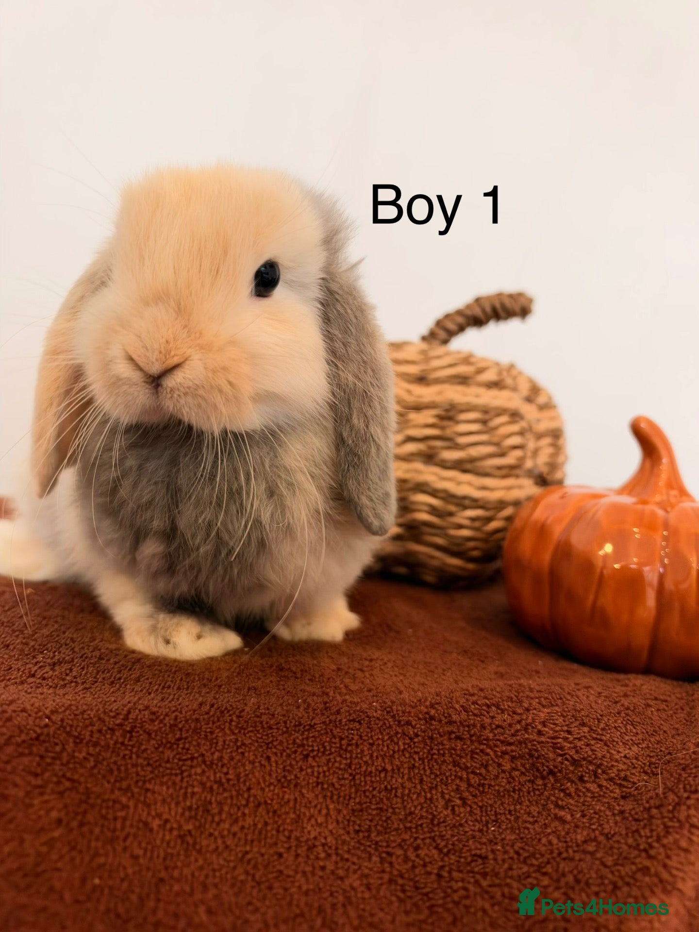 Mini Lop rabbits Mini Lop Boys, Ready To Go This Weekend - Advert 1