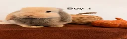 Mini Lop rabbits for sale: Mini Lop Boys, Ready To Go This Weekend - Advert 1