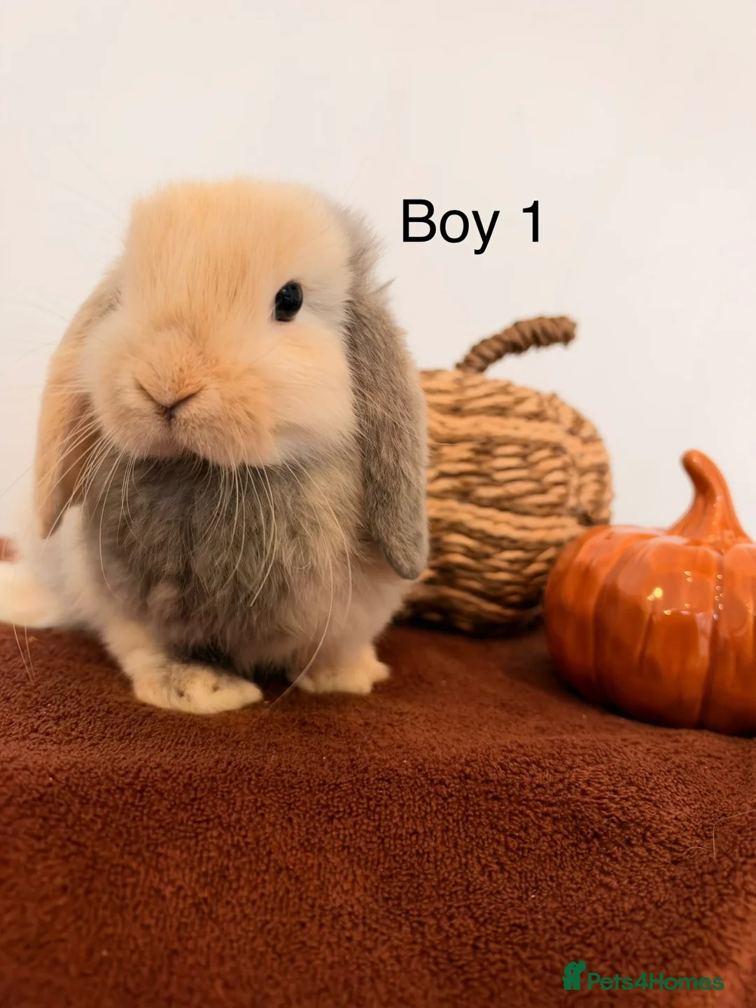 Mini Lop rabbits for sale: Mini Lop Boys, Ready To Go This Weekend - Advert 1