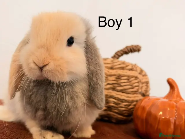 Mini Lop rabbits Mini Lop Boys, Ready To Go This Weekend - Advert 1