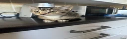 Mixed Breed cats for sale: Gorgeous Kittens  - Advert 16