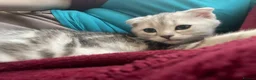 Scottish Fold cats for sale: Scottish Fold/Straight - Advert 14