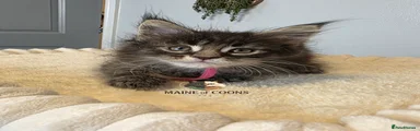 Maine Coon 9