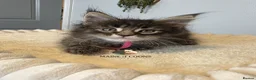 Maine Coon cats for sale: Maine coon kittens - Advert 20