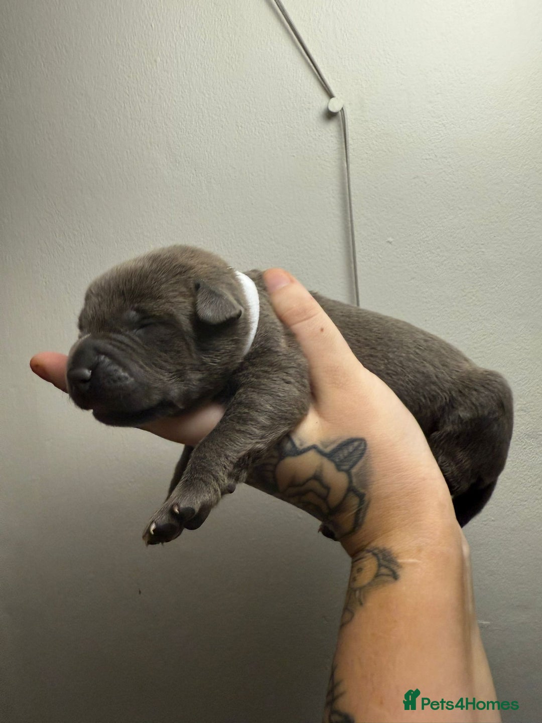 Bandog dogs for sale: 🐾 🌟 Premium multigen Bandogge Puppies🌟🐾 - Image 2