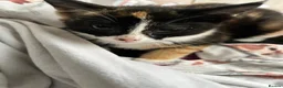 Mixed Breed cats for sale: 9 week old female calico - Advert 4