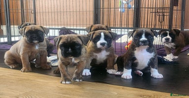 Boxer dogs - Advert 3