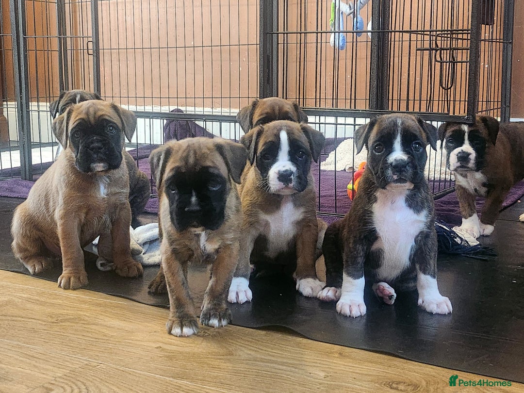 Boxer dogs for sale: 🌟🩷COI 0.5% KC REG BOBTAIL GIRL🩷🌟 - Image 3
