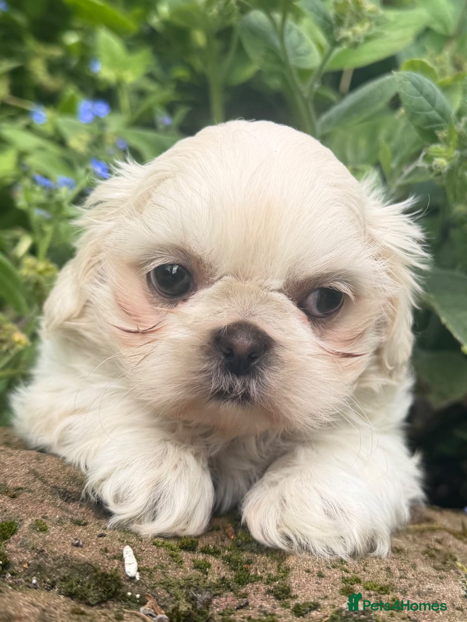 Shih Tzu dogs Stunning shihtzus  - Advert 2