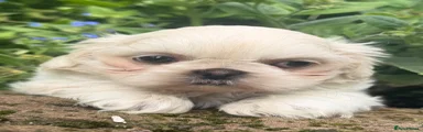 Shih Tzu 1