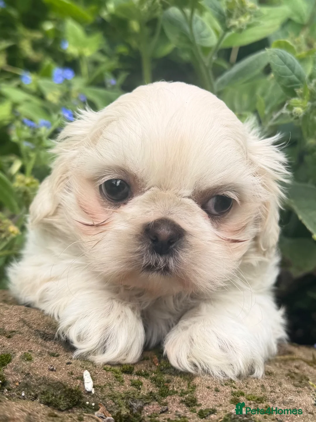 Shih Tzu dogs for sale: Stunning shihtzus  - Advert 2