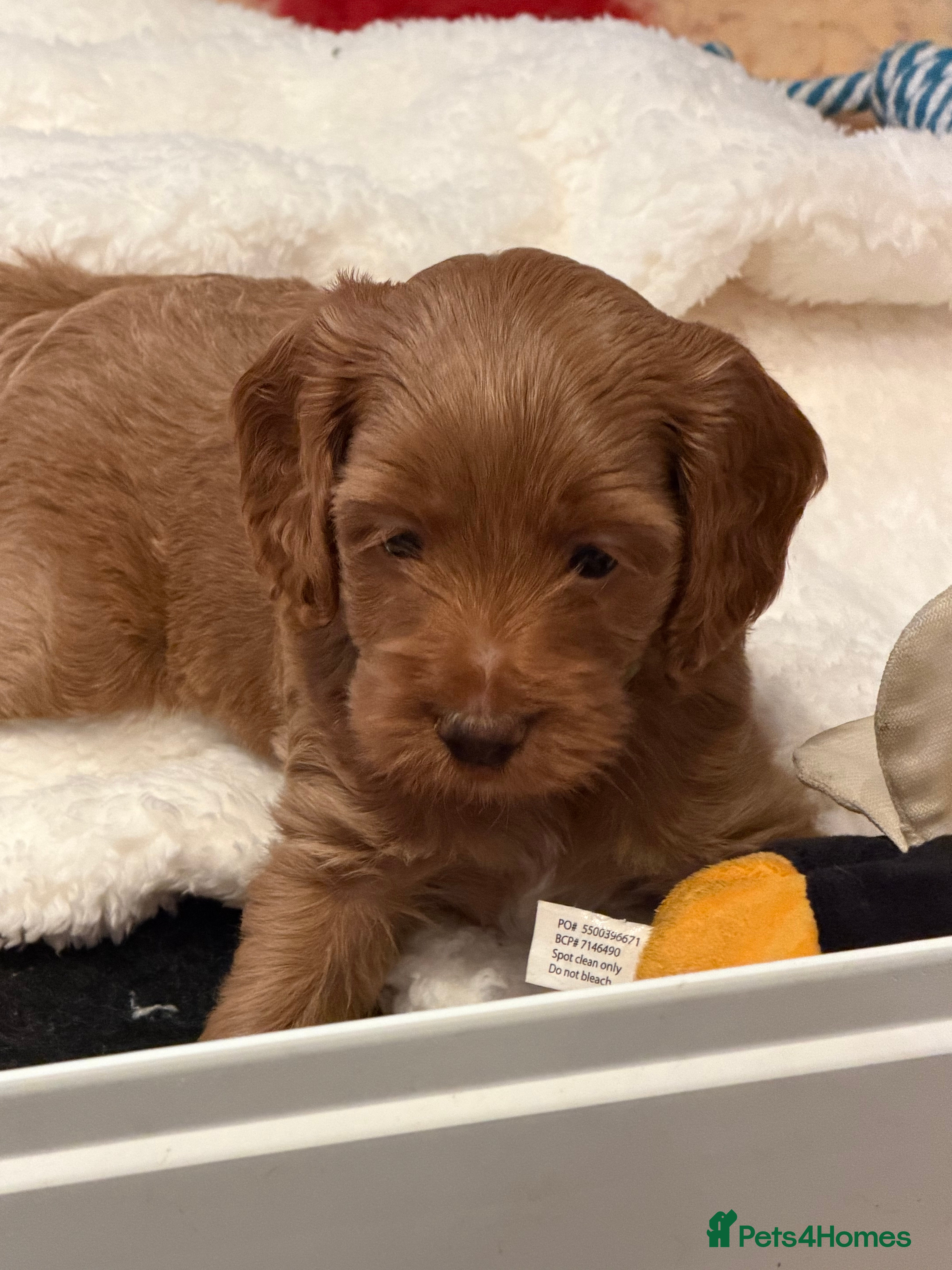 Mixed Breed dogs Beautiful Miniature Austrailian Labradoodle pups - Advert 2