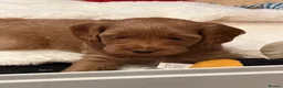 Mixed Breed dogs for sale: Beautiful Miniature Austrailian Labradoodle pups in Northwich - Advert 2