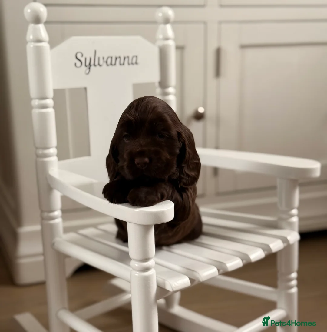 Cocker Spaniel dogs for sale: Show cocker spaniels  - Advert 20