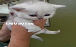 British Shorthair cats for sale: BSH Black Tipped GCCF Reg Kittens - Image 3