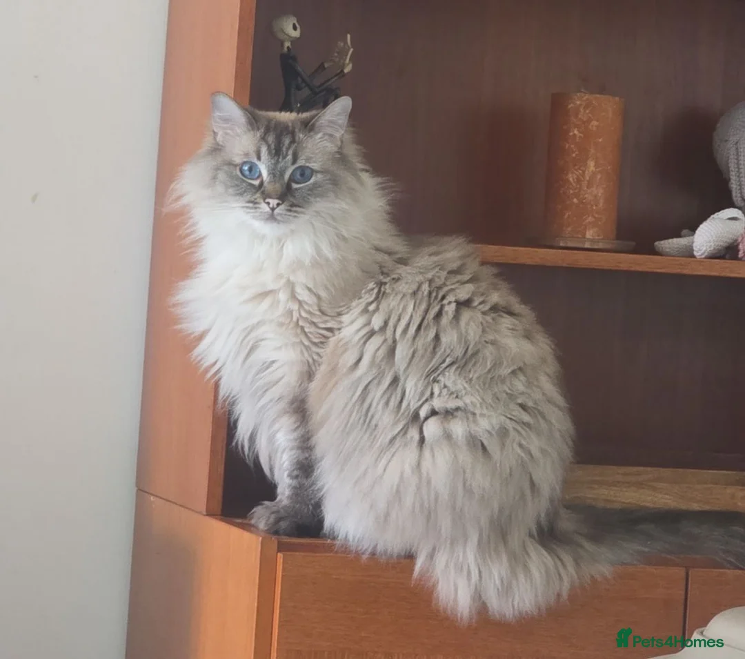 Ragdoll cats for sale: Male Lynx point Ragdoll - Advert 1