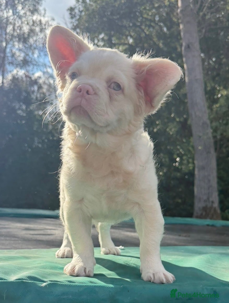 French Bulldog dogs 2 top quality French bulldogs reduced! - Advert 20