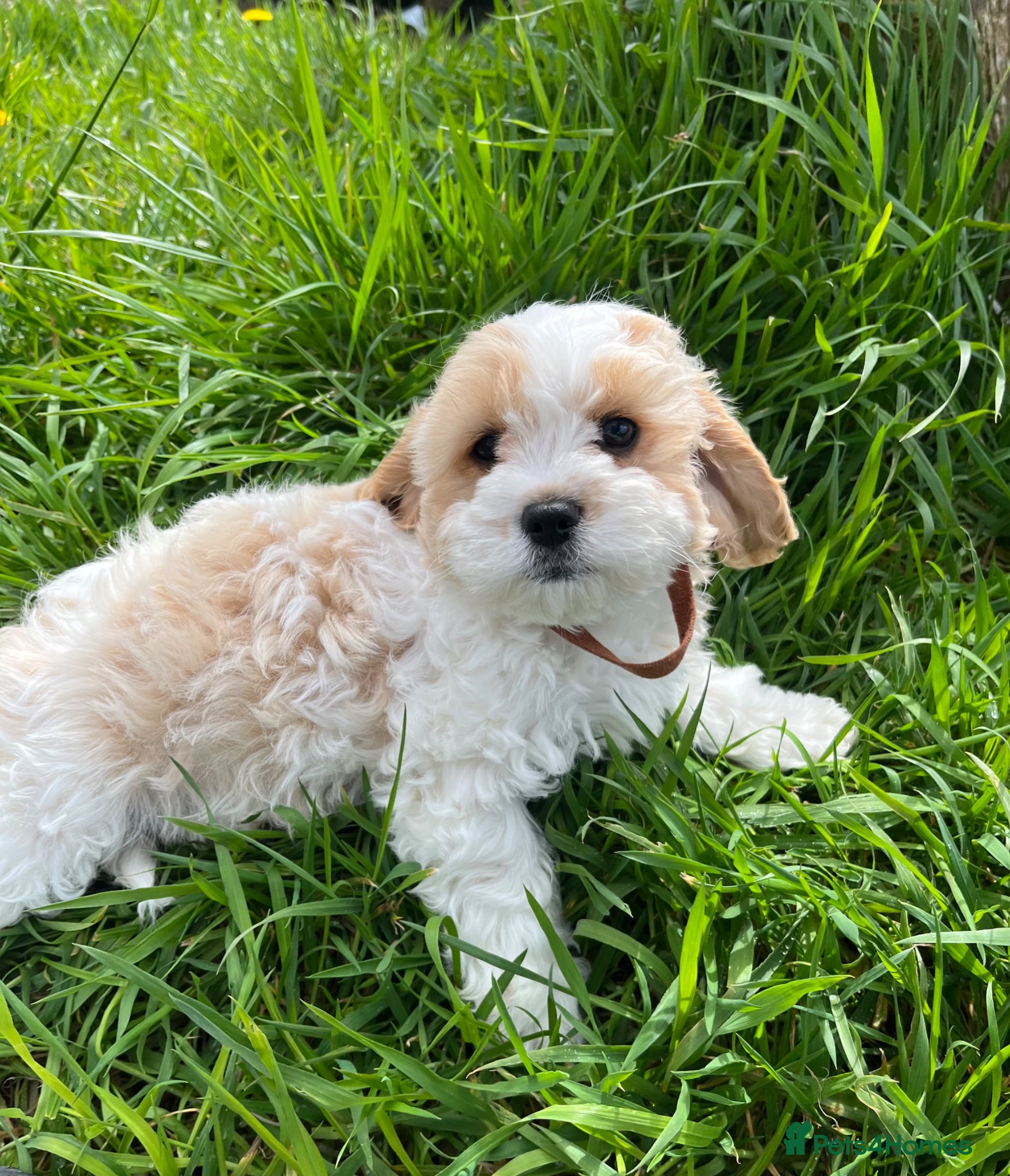 Cavachon dogs Cavachon puppies  - Advert 2