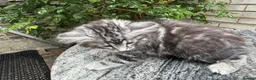 Maine Coon cats for sale: Maine Coon Bengal Cross Kittens - Advert 30