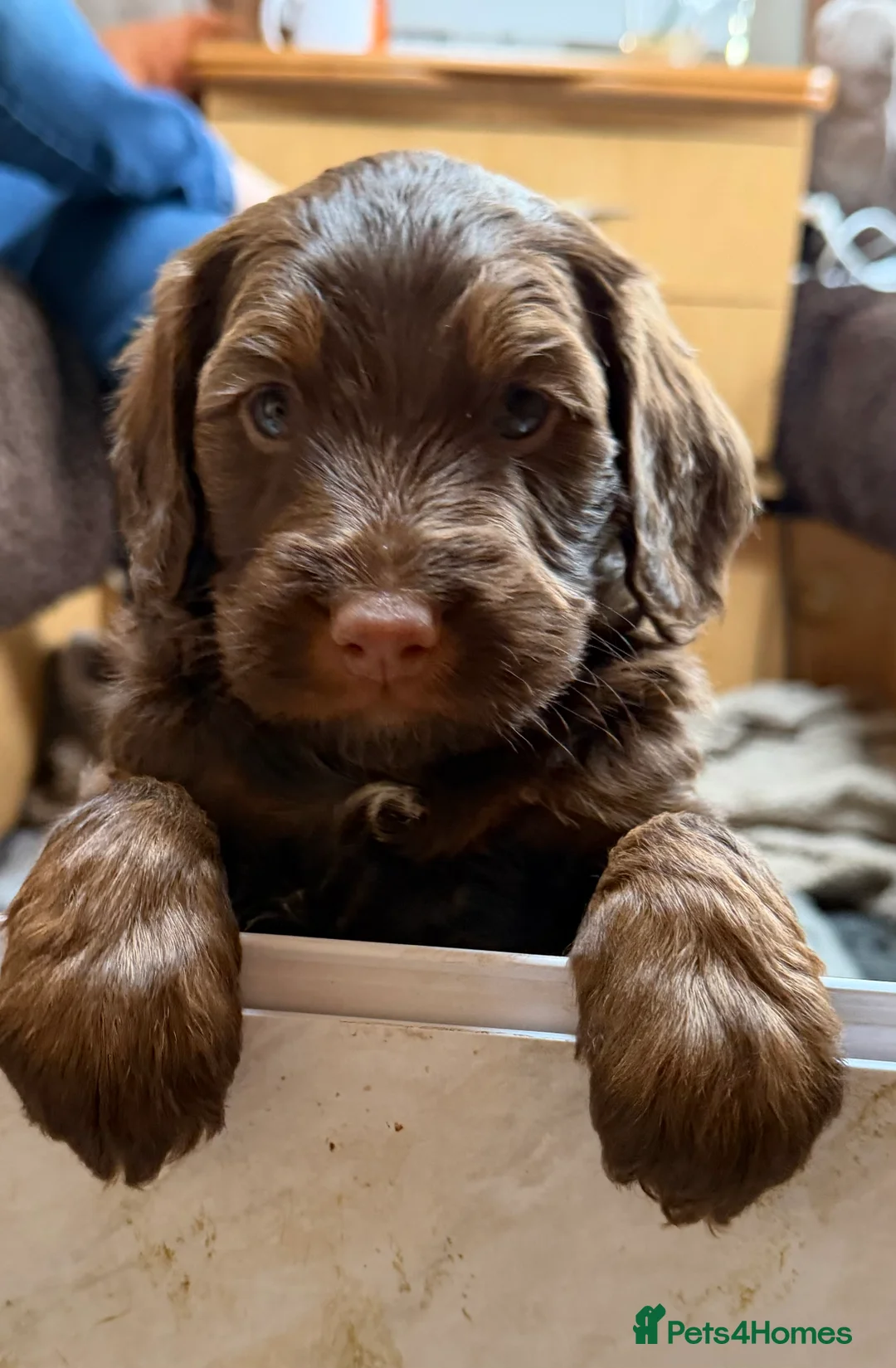 Cockapoo dogs for sale: 3 lovely female Cockerpoos for sale - Advert 20
