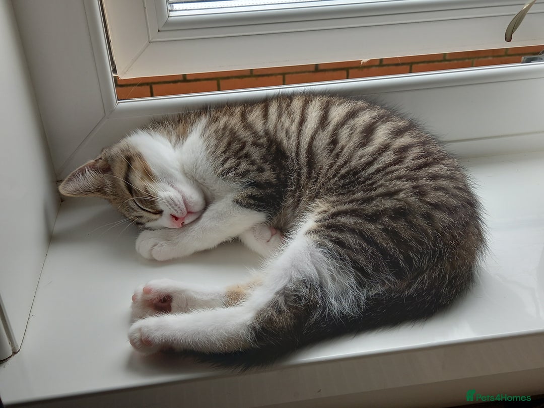 Mixed Breed cats for sale: 2 kittens for rehoming  - Image 5