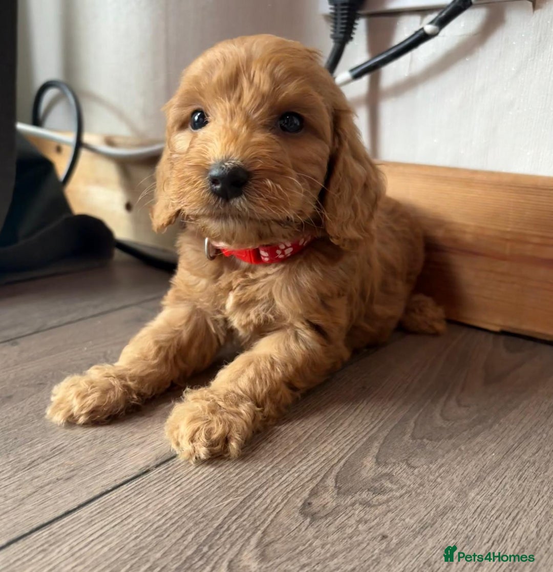 Cockapoo dogs for sale: 7 beautiful miniature cockapoos  - Image 13
