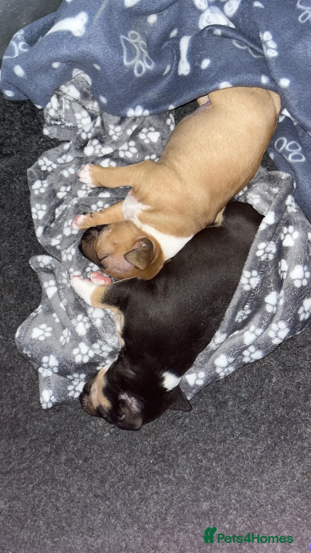 Miniature Bull terrier dogs for sale: Miniature Bull Terrier  - Advert 3