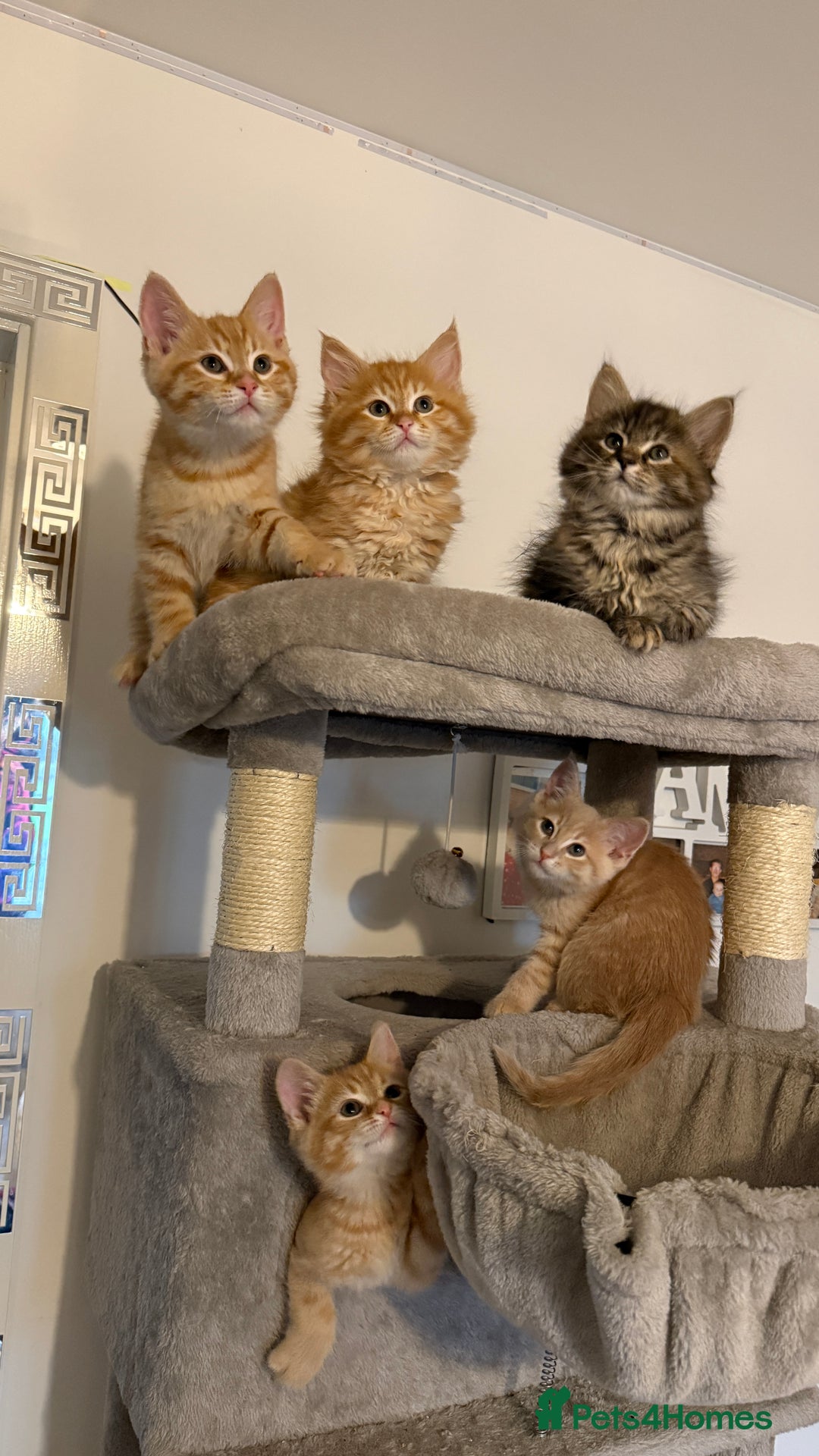 Mixed Breed cats for sale: Siberian mix kitten-Beautiful Ginger girls - Advert 2