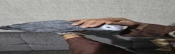 Parrots birds for sale: Tame African grey  - Advert 5