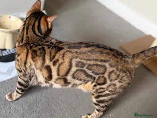 Bengal cats Imported Seal Sepia Bengal Queen – TICA Active - Advert 1