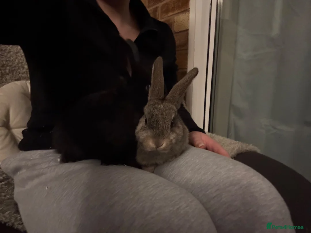 English Lop rabbits for sale: 2 beautiful girls need rehoming  in Rugby - Advert 5