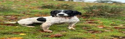 English Springer Spaniel dogs for sale: Working English Springer Spaniel pups - Advert 2