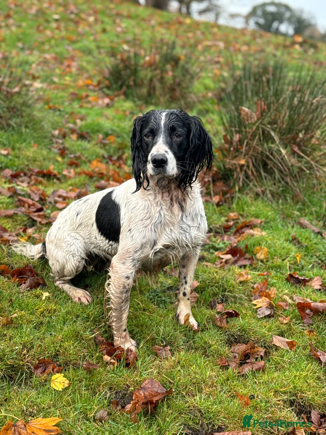 English Springer Spaniel dogs for sale: Working English Springer Spaniel pups - Advert 2