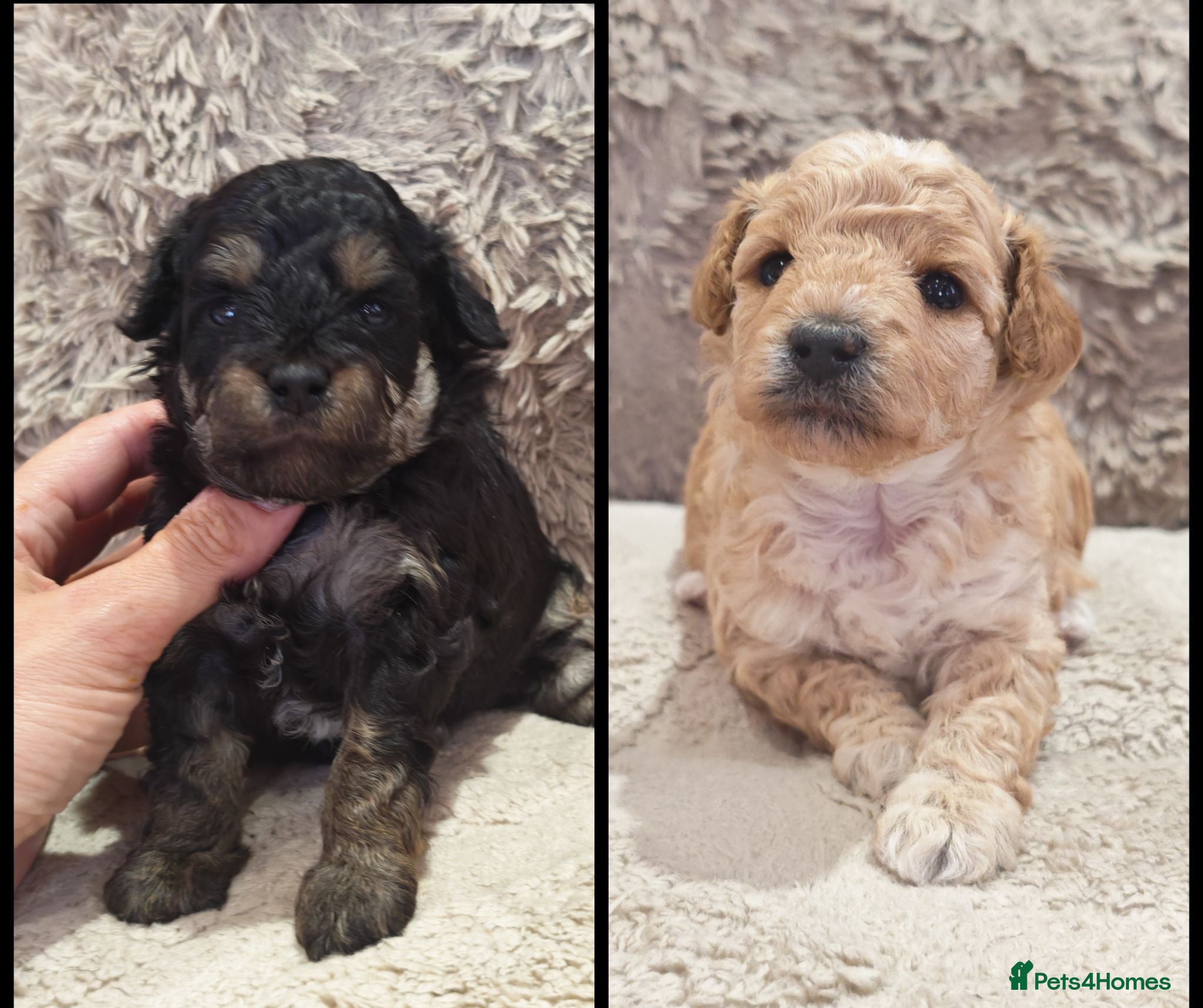 Toy Poodle dogs KC Reg Toy Poodle Puppies Health tested parents - Advert 1