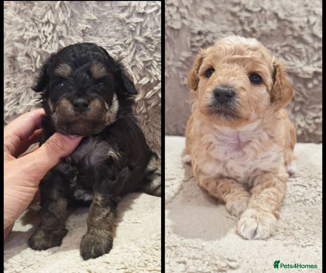 Toy Poodle dogs for sale: KC Reg Toy Poodle Puppies Health tested parents - Advert 1