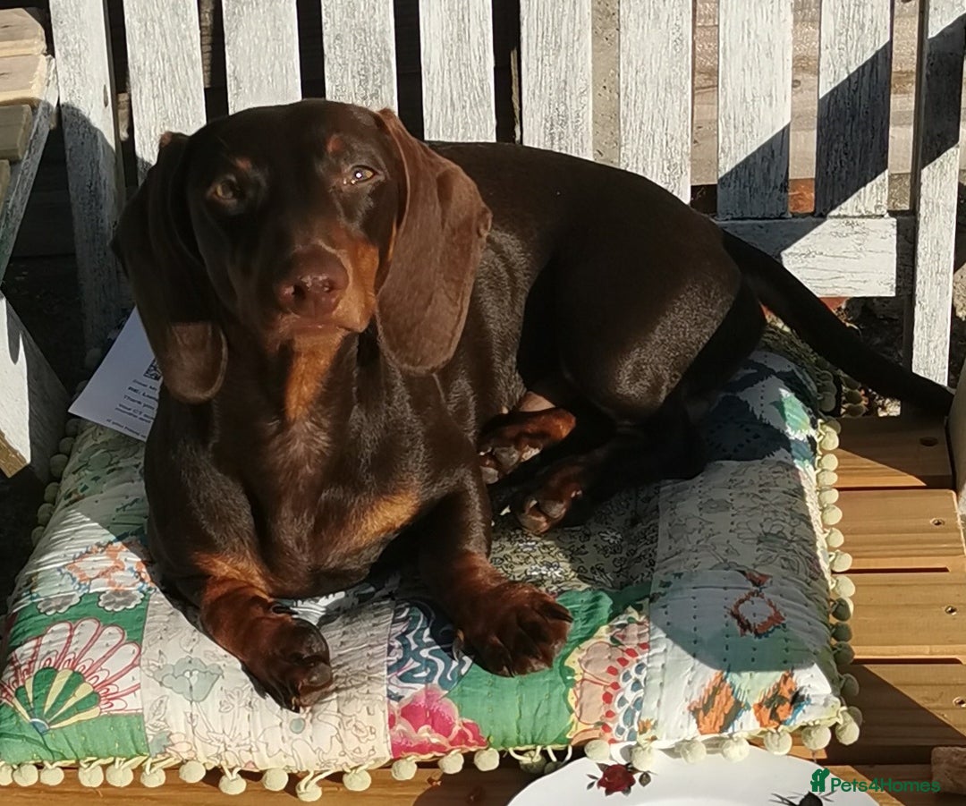 Dachshund dogs for sale: Bertie the Dachshund  - Image 5