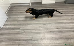 Cocker Spaniel dogs for sale: Kc reg show cocker spaniels. Heath tested parents - Image 8