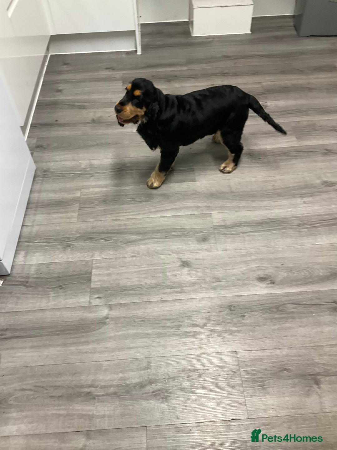 Cocker Spaniel dogs for sale: Kc reg show cocker spaniels. Heath tested parents - Image 8