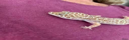 Leopard Gecko reptiles for sale: Leopard gecko with full set up included in photos  in York - Advert 2