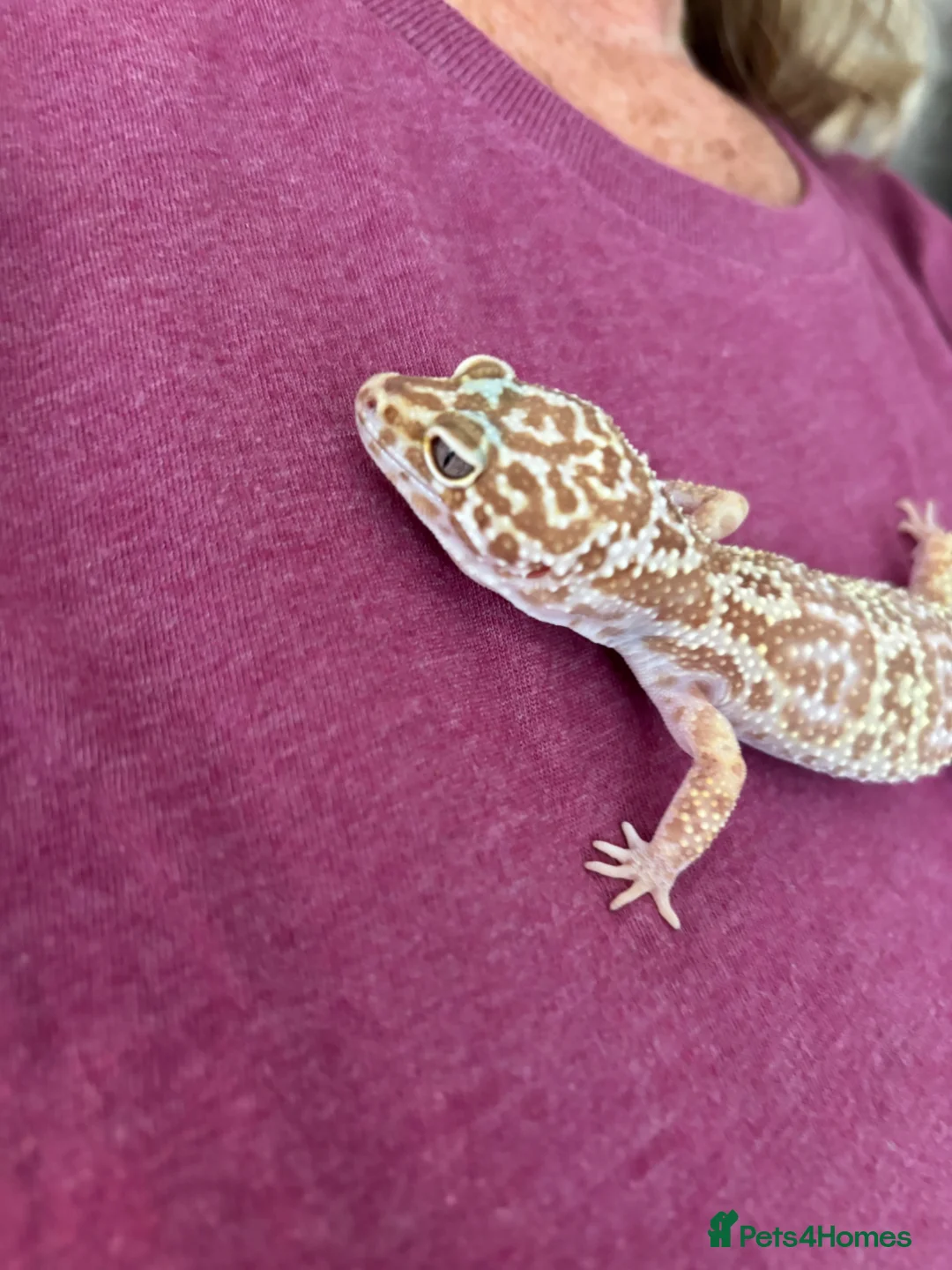 Leopard Gecko reptiles for sale: Leopard gecko with full set up included in photos  in York - Advert 2
