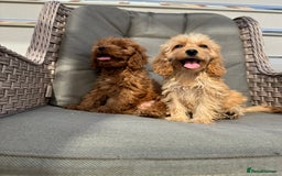 Cockapoo dogs for sale: F1 pra clear Cockapoos (council licensed breeder) - Image 16