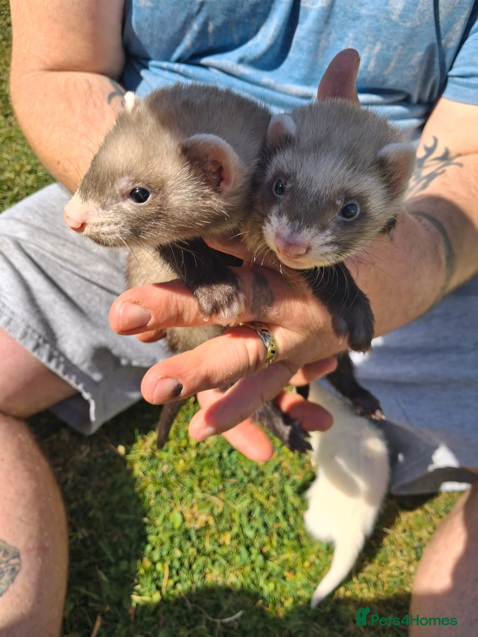 Ferret rodents Ferrets for sale - Advert 3