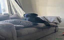 Cane Corso dogs for sale: Cane Corso 1 year old  - Image 7