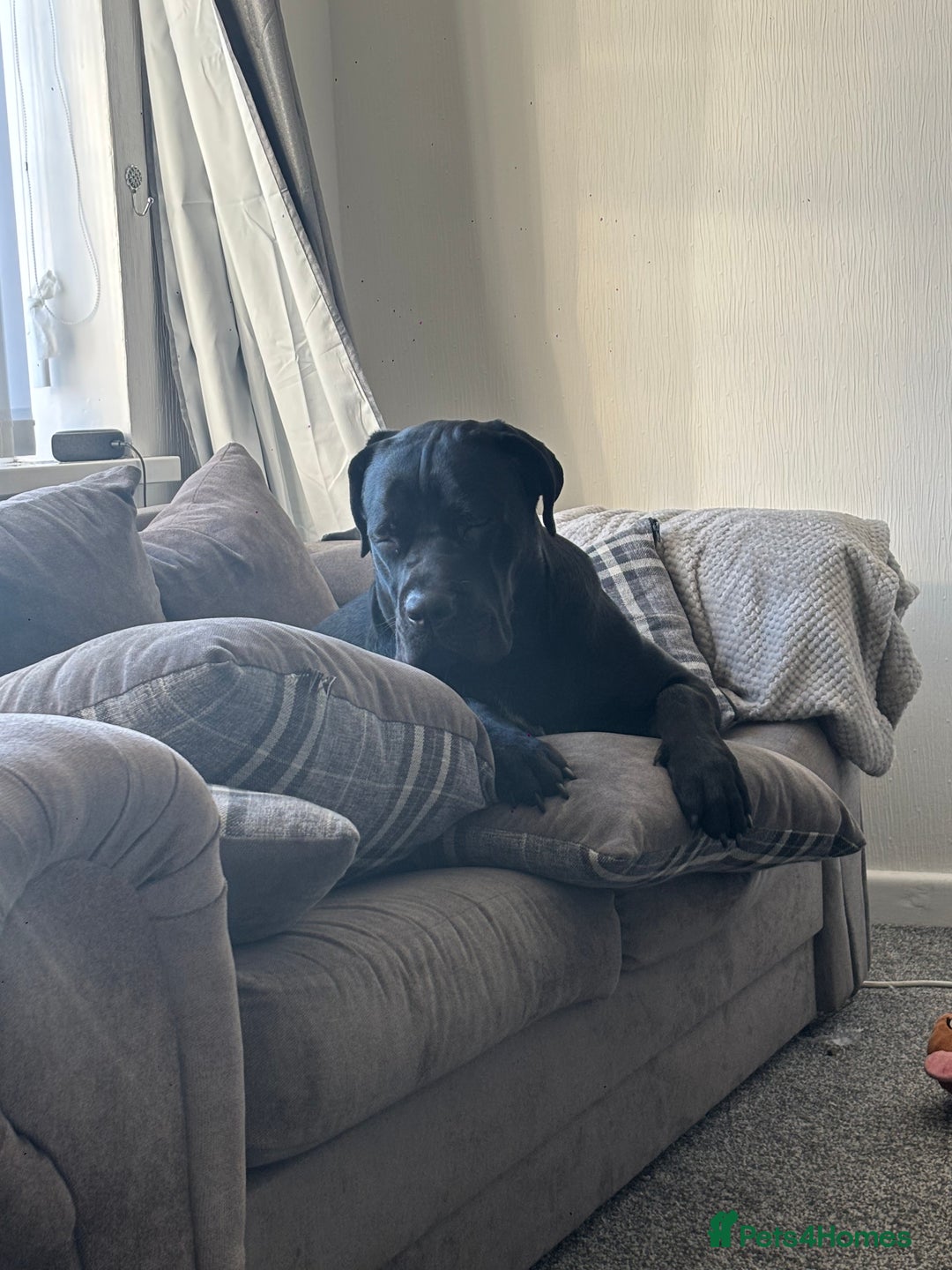 Cane Corso dogs for sale: Cane Corso 1 year old  - Image 7