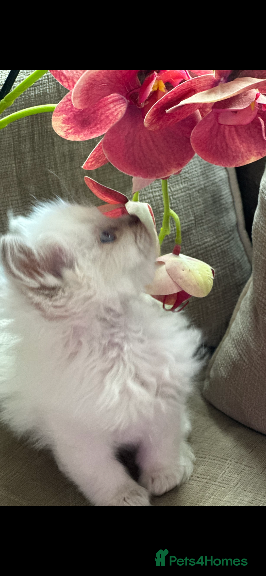 Ragdoll cats for sale: 🎀🦋 Stunning GCCF reg Kittens 🦋🎀 - Advert 9