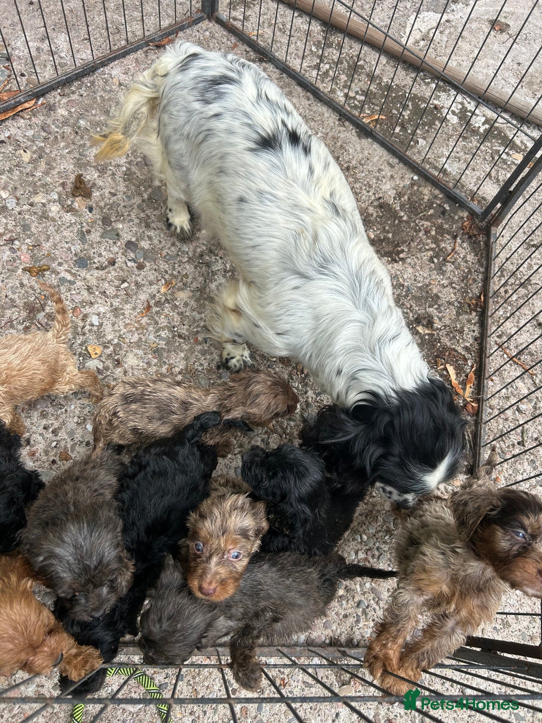 Cockapoo dogs for sale: F1 Merle Cockapoo’s - Image 13