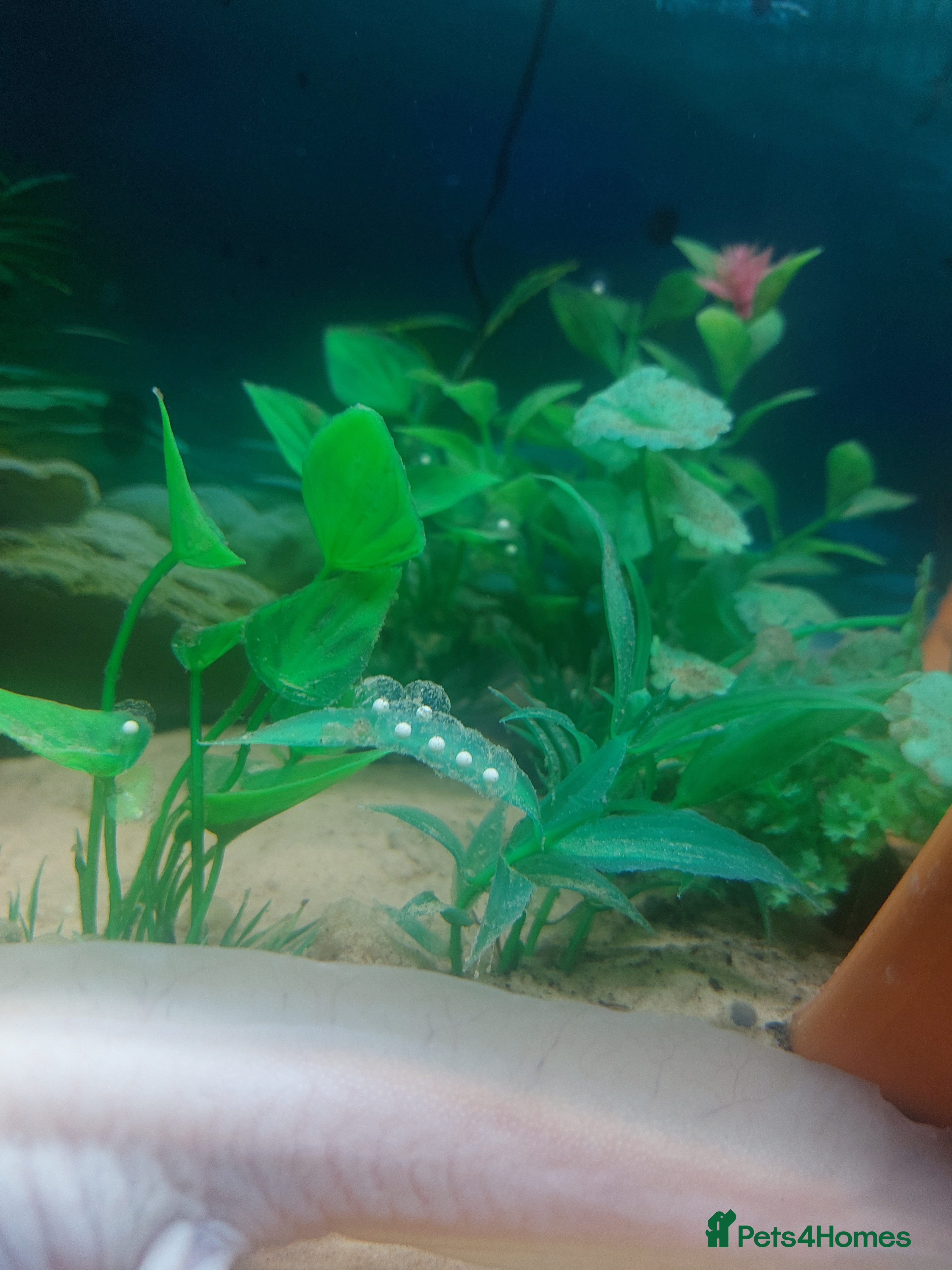 Axolotl reptiles 10 x Axolotl Eggs laid 8th March free UK postage - Advert 13