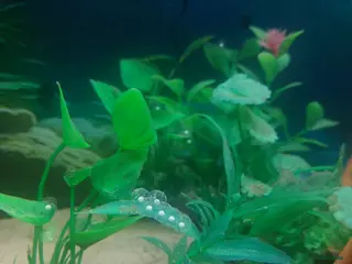 Axolotl reptiles 10 x Axolotl Eggs laid 8th March free UK postage - Advert 13